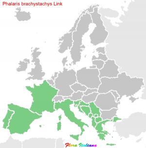 Phalaris brachystachys Link